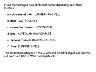 Fixed macrophages have different names depending upon their
location:
a. epidermis of skin: LANGERHANS CELL
b. bone: OSTEOCLAST
c. connective tissue: HISTIOCYTE
d. lung: ALVEOLAR MACROPHAGE
e. nervous tissue:: MICROGLIAL CELL
f. liver: KUPFFER'S CELL
The fixed macrophages of the LIVER and SPLEEN engulf and destroy
old, worn-out RBC's, WBC's and platelets.
 