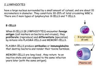 2. LYMPHOCYTES
have a large nucleus surrounded by a small amount of cytosol, and are about 10
micrometers in diameter. They constitute 30-35% of total circulating WBC's.
There are 2 main types of lymphocytes: B CELLS and T CELLS.
B CELLS
When B CELLS (B LYMPHOCYTES) encounter foreign
antigen (cell markers on bacteria and viruses), they
proliferate (reproduce) and differentiate (specialize)
by mitosis into PLASMA CELLS and MEMORY CELLS.
PLASMA CELLS produce antibodies or immunoglobulins
that destroy bacteria and render their toxins harmless.
MEMORY CELLS are long-lived , they return to an
inactive state and can respond to the same infection
years later (with the same antigen).
 