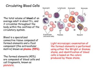 Circulating Blood Cells
The total volume of blood of an
average adult is about 5 L, and
it circulates throughout the
body within the confines of the
circulatory system.
Blood is a specialized
connective tissue composed of
formed elements and a fluid
component (the extracellular
matrix) known as plasma (55%).
The formed elements (45%)
are composed of blood cells and
cell fragments, known as
platelets.
Light microscopic examination of
the formed elements is performed
using either the Wright or Giemsa
stains, and identification of blood
cells is based on the colors
produced by these stains.
 
