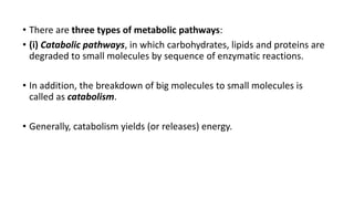 Comprehensive Overview of Metabolism and Glycolysis Pathways in ...