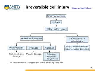 Lecture_2_Cell Injury, its types_pathology.pptx