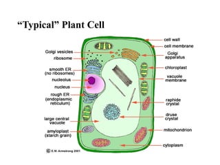 “Typical” Plant Cell
 