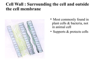 Cell Wall : Surrounding the cell and outside
the cell membrane
• Most commonly found in
plant cells & bacteria, not
in animal cell
• Supports & protects cells
 