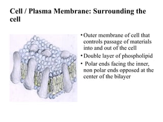 Cell / Plasma Membrane: Surrounding the
cell
• Outer membrane of cell that
controls passage of materials
into and out of the cell
• Double layer of phospholipid
• Polar ends facing the inner,
non polar ends opposed at the
center of the bilayer
 