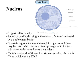 Nucleus
• Largest cell organelle
• Round or oval body lying in the centre of the cell enclosed
by a double membrane
• In certain regions the membranes join together and there
may be pores which act as a direct passage route for the
substances to leave and enter the nucleus
• Contains network of thread like structures called chromatin
fibres which contain DNA
 