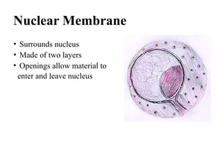 Nuclear Membrane
• Surrounds nucleus
• Made of two layers
• Openings allow material to
enter and leave nucleus
 
