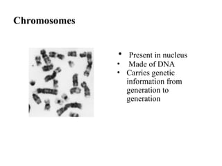 Chromosomes
• Present in nucleus
• Made of DNA
• Carries genetic
information from
generation to
generation
 