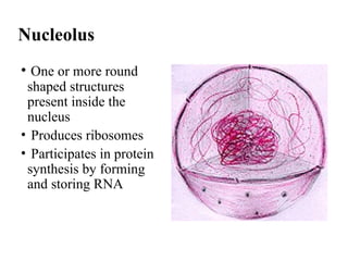 Nucleolus
• One or more round
shaped structures
present inside the
nucleus
• Produces ribosomes
• Participates in protein
synthesis by forming
and storing RNA
 