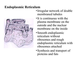 Endoplasmic Reticulum
•Irregular network of double
membraned tubules
•It is continuous with the
plasma membrane on the
outside and the nuclear
membrane on the inside
•Smooth endoplasmic
reticulum without
ribosomes and rough
endoplasmic reticulum with
ribosomes attached
•Synthesis and transport of
proteins and fats
 