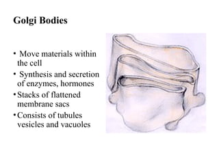 Golgi Bodies
• Move materials within
the cell
• Synthesis and secretion
of enzymes, hormones
•Stacks of flattened
membrane sacs
•Consists of tubules
vesicles and vacuoles
 