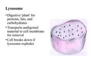 Lysosome
•Digestive 'plant' for
proteins, fats, and
carbohydrates
•Transports undigested
material to cell membrane
for removal
•Cell breaks down if
lysosome explodes
 