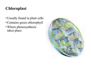 Chloroplast
•Usually found in plant cells
•Contains green chlorophyll
•Where photosynthesis
takes place
 