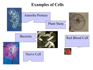 Examples of Cells
Amoeba Proteus
Plant Stem
Red Blood Cell
Nerve Cell
Bacteria
 