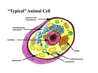 “Typical” Animal Cell
 