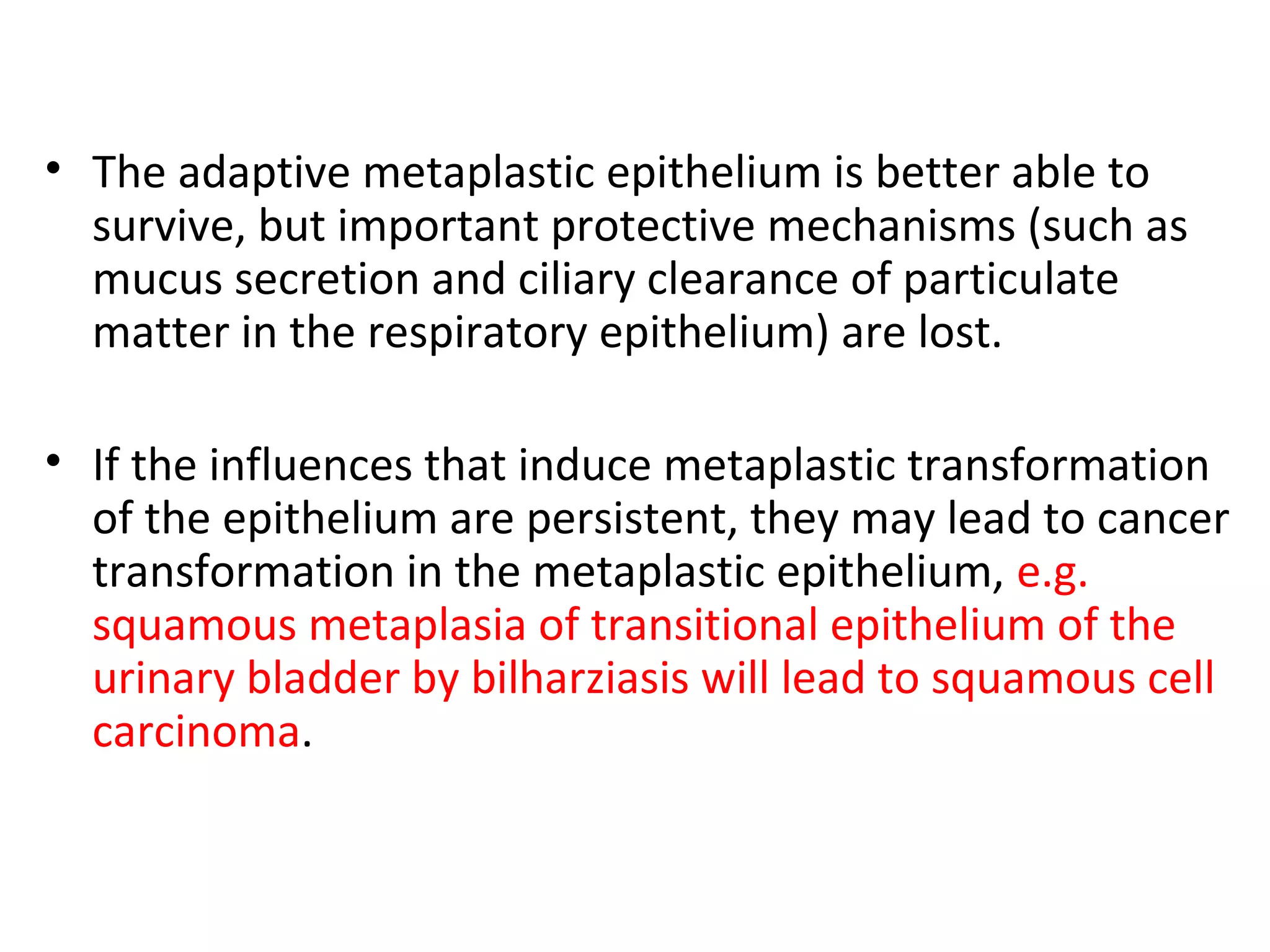 • The adaptive metaplastic epithelium is better able to
survive, but important protective mechanisms (such as
mucus secretion and ciliary clearance of particulate
matter in the respiratory epithelium) are lost.
• If the influences that induce metaplastic transformation
of the epithelium are persistent, they may lead to cancer
transformation in the metaplastic epithelium, e.g.
squamous metaplasia of transitional epithelium of the
urinary bladder by bilharziasis will lead to squamous cell
carcinoma.
 