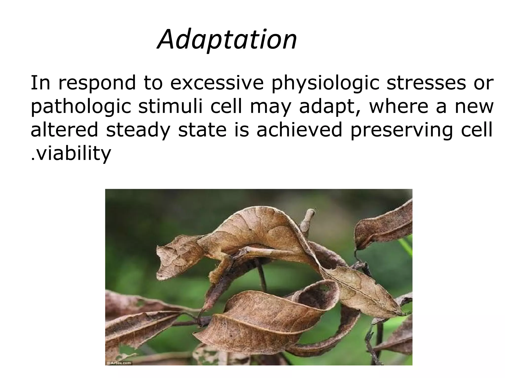 In respond to excessive physiologic stresses or
pathologic stimuli cell may adapt, where a new
altered steady state is achieved preserving cell
viability.
Adaptation
 