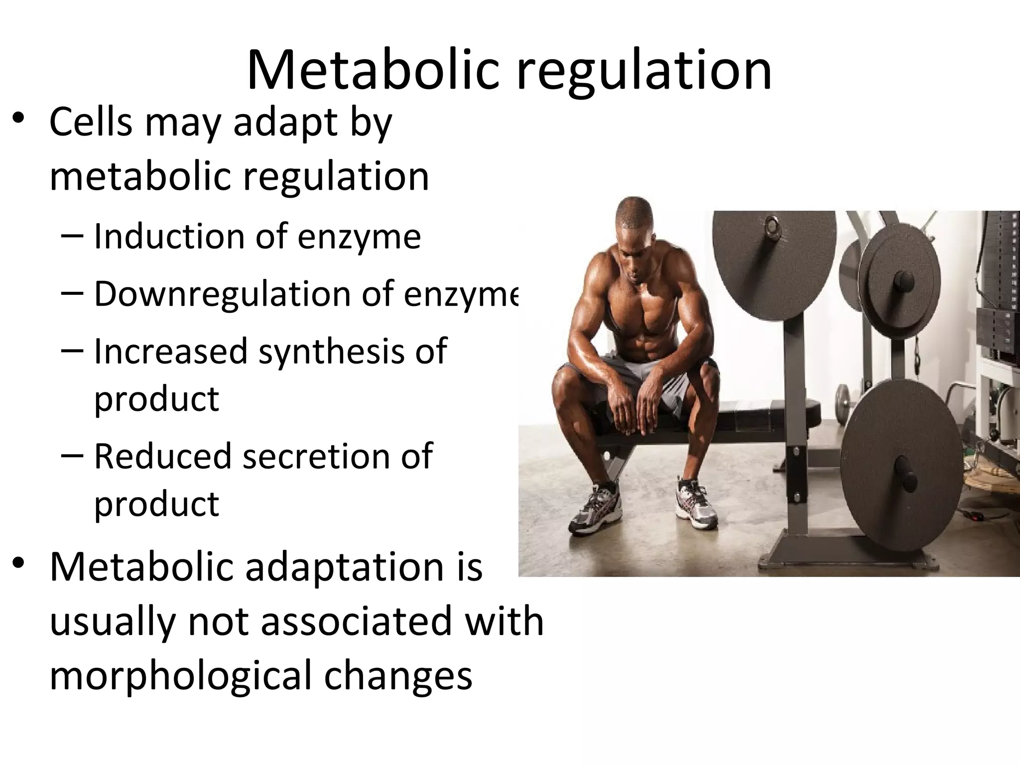 Metabolic regulation
• Cells may adapt by
metabolic regulation
– Induction of enzyme
– Downregulation of enzyme
– Increased synthesis of
product
– Reduced secretion of
product
• Metabolic adaptation is
usually not associated with
morphological changes
 