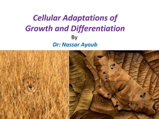 Cellular Adaptations of
Growth and Differentiation
By
Dr: Nassar Ayoub
 