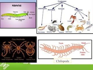 Lecture 2 CLASSIFICATION OF PHYLUM ARTHROPODA UPTO CLASSES & POSITION ...