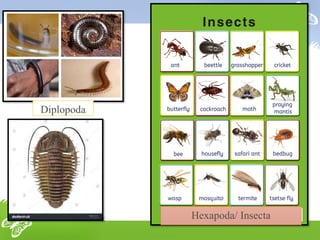 Lecture 2 CLASSIFICATION OF PHYLUM ARTHROPODA UPTO CLASSES & POSITION ...