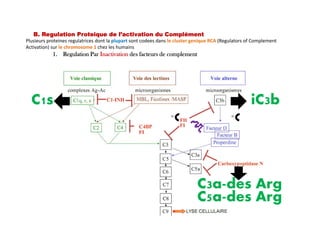 B. Regulation Proteique de l’activation du Complément
iC3b
1. Regulation Par Inactivation des facteurs de complement
Plusieurs proteines regulatrices dont la plupart sont codees dans le cluster genique RCA (Regulators of Complement
Activation) sur le chromosome 1 chez les humains
C1s
FI
C3a-des Arg
C5a-des Arg
FI
 