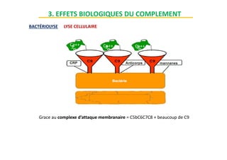 LYSE CELLULAIRE
3. EFFETS BIOLOGIQUES DU COMPLEMENT
BACTÉRIOLYSE
Ca++ Ca++ Ca++
Grace au complexe d’attaque membranaire = C5bC6C7C8 + beaucoup de C9
 