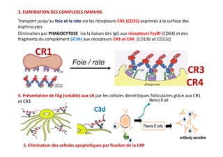 Transport jusqu'au foie et la rate via les récepteurs CR1 (CD35) exprimés à la surface des
érythrocytes
Elimination par PHAGOCYTOSE via la liaison des IgG aux récepteurs FcγRI (CD64) et des
fragments du complément (iC3b) aux récepteurs CR3 et CR4 (CD11b et CD11c)
3. ELIMINATION DES COMPLEXES IMMUNS
CR3
CR4
CR1
CR3
CR4
4. Présentation de l’Ag (soluble) aux LB par les cellules dendritiques folliculaires grâce aux CR1
et CR3
5. Elimination des cellules apoptotiques par fixation de la CRP
C3d
 