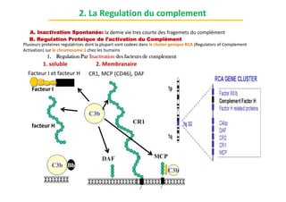 Lecture 2 The Complement System