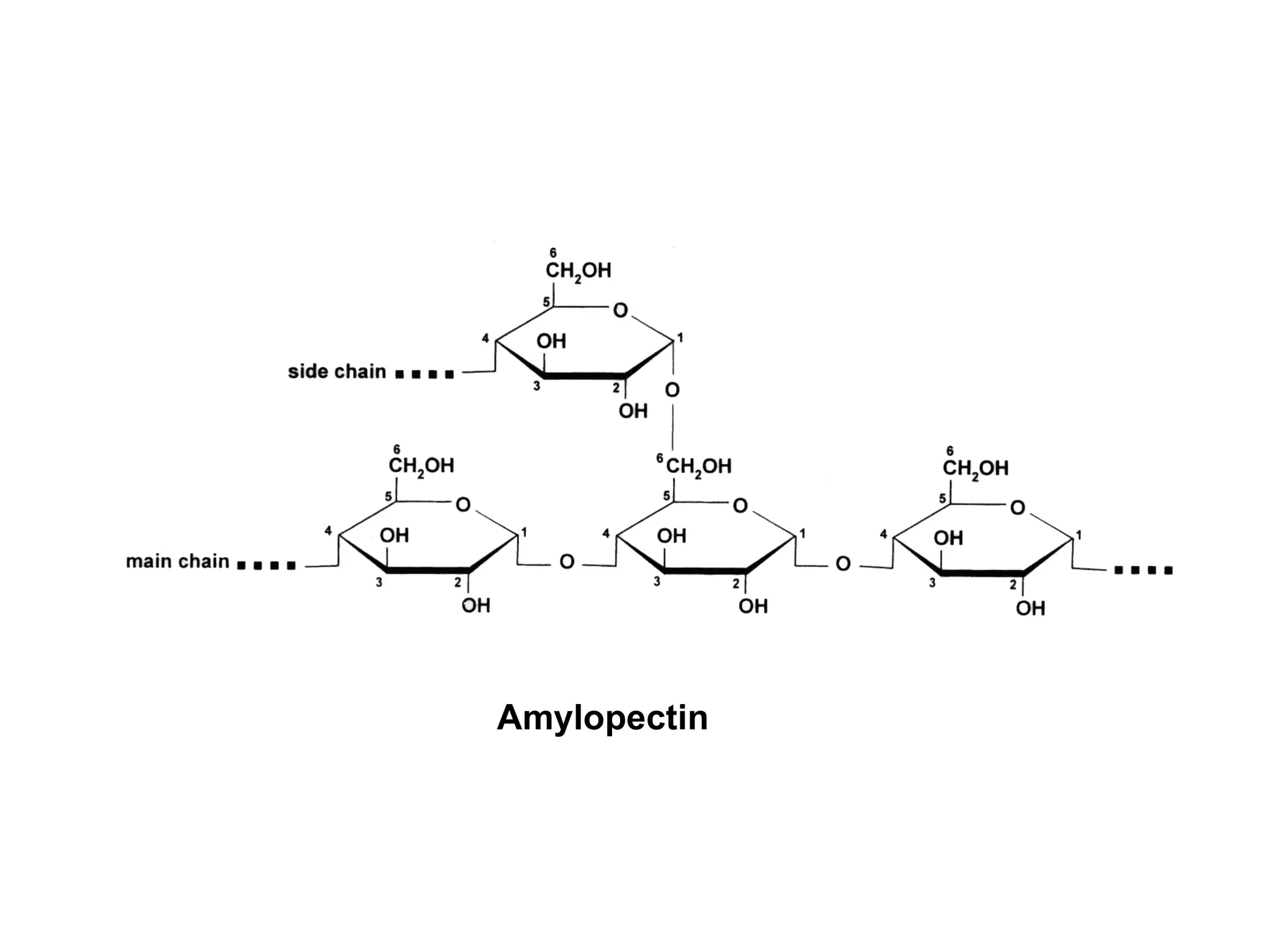   Amylopectin  