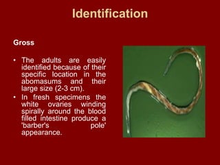 Lecture 2 h. contortus | PPT