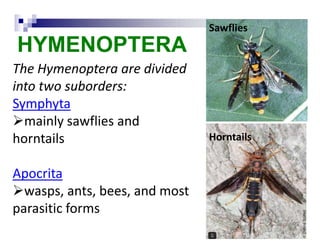 HYMENOPTERA
The Hymenoptera are divided
into two suborders:
Symphyta
mainly sawflies and
horntails
Apocrita
wasps, ants, bees, and most
parasitic forms
Sawflies
Horntails
 