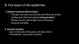 B. Five layers of the epidermis:
1. Stratum corneum (horny layer)
- This layer has many rows of dead cells filled with keratin
- Continuously shed and replaced (desquamation)
- Effective barrier against light, heat and bacteria
- Dandruff and flakes
2. Stratum lucidum
- Seen in thick skin of the palms and soles of feet
- “Keratohyalin” (precursor) to keratin
 