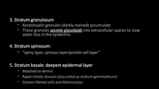 3. Stratum granulosum
- Keratohyalin granules (darkly stained) accumulate
- These granules secrete glycolipids into extracellular spaces to slow
water loss in the epidermis
4. Stratum spinosum:
- “spiny layer, spinous layer/prickle cell layer”
5. Stratum basale: deepest epidermal layer
- Attached to dermis
- Rapid mitotic division (also called as stratum germinativum)
- Contain Merkel cells and Melanocytes
 