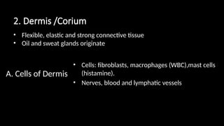 • Cells: fibroblasts, macrophages (WBC),mast cells
(histamine).
• Nerves, blood and lymphatic vessels
2. Dermis /Corium
A. Cells of Dermis
• Flexible, elastic and strong connective tissue
• Oil and sweat glands originate
 