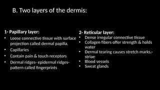 1- Papillary layer:
• Loose connective tissue with surface
projection called dermal papilla.
• Capillaries
• Contain pain & touch receptors
• Dermal ridges- epidermal ridges-
pattern called fingerprints
B. Two layers of the dermis:
2- Reticular layer:
• Dense irregular connective tissue
• Collagen fibers offer strength & holds
water
• Dermal tearing causes stretch marks.-
striae
• Blood vessels
• Sweat glands
 