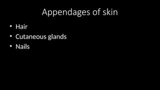 Appendages of skin
• Hair
• Cutaneous glands
• Nails
 