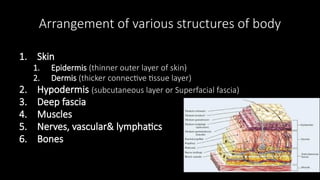 Arrangement of various structures of body
1. Skin
1. Epidermis (thinner outer layer of skin)
2. Dermis (thicker connective tissue layer)
2. Hypodermis (subcutaneous layer or Superfacial fascia)
3. Deep fascia
4. Muscles
5. Nerves, vascular& lymphatics
6. Bones
 