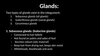 Two types of glands exist in the integument.
1. Sebaceous glands (oil glands)
2. Sudoriferous glands (sweat glands)
3. Ceruminous glands
1. Sebaceous glands: (holocrine glands)
- Connected to hair follicle
- Not found on palms and soles of feet
- Secretes sebum (oily material)
- Keep hair from drying out, keeps skin moist
- Whiteheads, blackheads and acne
Glands:
 