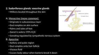 2. Sudoriferous glands: exocrine glands
–Millions located throughout the skin
A. Merocrine (more common)
–Originate in subcutaneous layer
–Duct empties on skin surface
–Palms and soles of feet
–Sweat is watery (99% H20)
–Sweating regulated by sympathetic nervous system
B. Apocrine
–Axillary and pubic region
–Duct empties onto hair follicle
–Viscous fluid
–Causes body odour when bacteria break it down
 
