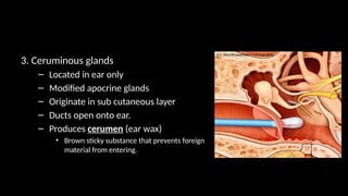 3. Ceruminous glands
– Located in ear only
– Modified apocrine glands
– Originate in sub cutaneous layer
– Ducts open onto ear.
– Produces cerumen (ear wax)
• Brown sticky substance that prevents foreign
material from entering.
 