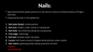 • Specialized keratin plates present on the dorsal surfaces of distal phalanx of fingers
and toes.
• Produced by cells in the epidermis
1. Nail plate (body): visible portion
2. Nail root: hidden under cuticle in nail groove
3. Nail folds: skin folds bounding the nail grooves
4. Free edge; overhangs
5. Nail bed: located under nail plate
6. Lunula: half moon crescent shaped white portion under cuticle
7. Nail matrix: growing portion below proximal nail fold
Hypoxia:
Rate of growth;
Nails:
 