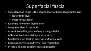 Superfacial fascia
• Subcutaneous tissue is the second layer of body beneath the skin.
– Outer fatty layer
– Inner fibrous layer
• Fat more in women than in men
• Most abundant in buttocks
• Absent in eyelids, pinna of ear, male genitalia.
• Adherent to skin and deeper structures.
• Mostly thin but thick in anterior abdominal wall
• Contains nerves, blood vessel and lymphatics
• In face and neck contains skeletal muscles
 