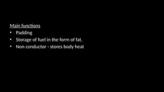 Main functions
• Padding
• Storage of fuel in the form of fat.
• Non conductor - stores body heat
 