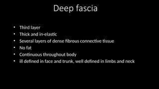 Deep fascia
• Third layer
• Thick and in-elastic
• Several layers of dense fibrous connective tissue
• No fat
• Continuous throughout body
• ill defined in face and trunk, well defined in limbs and neck
 