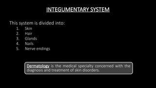 INTEGUMENTARY SYSTEM
This system is divided into:
1. Skin
2. Hair
3. Glands
4. Nails
5. Nerve endings
Dermatology is the medical specialty concerned with the
diagnosis and treatment of skin disorders.
 