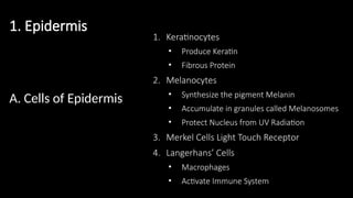 A. Cells of Epidermis
1. Keratinocytes
• Produce Keratin
• Fibrous Protein
2. Melanocytes
• Synthesize the pigment Melanin
• Accumulate in granules called Melanosomes
• Protect Nucleus from UV Radiation
3. Merkel Cells Light Touch Receptor
4. Langerhans’ Cells
• Macrophages
• Activate Immune System
1. Epidermis
 