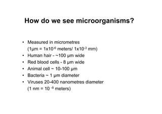 • Measured in micrometres
(1µm = 1x10-6 meters/ 1x10-3 mm)
• Human hair - ~100 µm wide
• Red blood cells - 8 µm wide
• Animal cell ~ 10-100 µm
• Bacteria ~ 1 µm diameter
• Viruses 20-400 nanometres diameter
(1 nm = 10 -9 meters)
How do we see microorganisms?
 