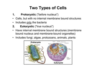 Two Types of Cells
1. Prokaryotic ("before nucleus")
• Cells, but with no internal membrane bound structures
• Includes only the bacteria
2. Eukaryotic ("true nucleus")
• Have internal membrane bound structures (membrane
bound nucleus and membrane-bound organelles)
• Includes fungi, algae, protozoans, animals, plants
 