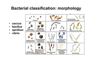 Bacterial classification: morphology
• coccus
• bacillus
• spirillum
• vibrio
 