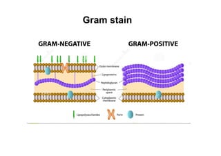 Gram stain
 